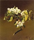 Martin Johnson Heade A Spray of Apple Blossoms 1870 painting